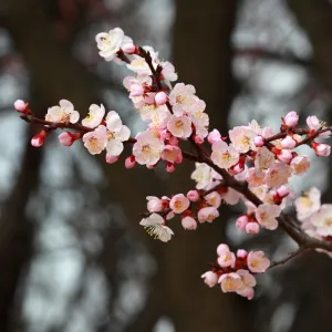 Abril