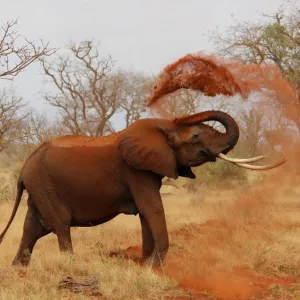 África
