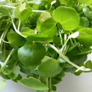 Agrião