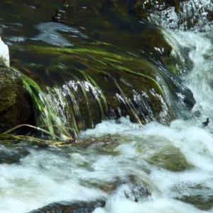 Agua Corrente
