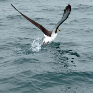 Albatroz