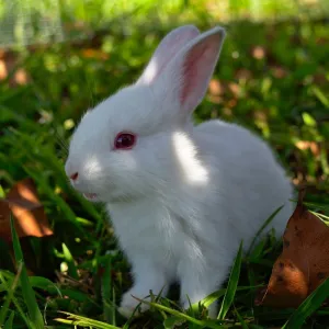 Albino