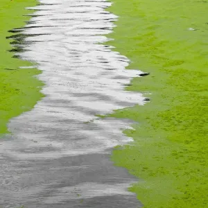 Alga
