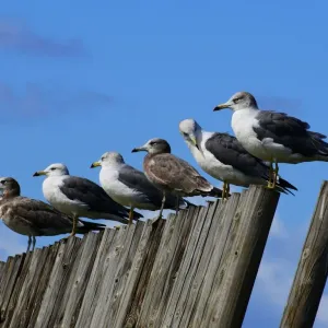 Alinhamentos