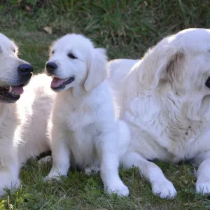 Animais