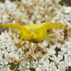 Aranha amarela