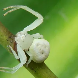 Aranha branca