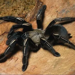 Aranha Caranguejeira