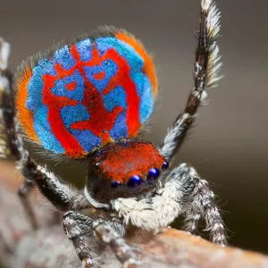 Aranha colorida