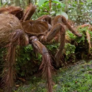 Aranha Gigante