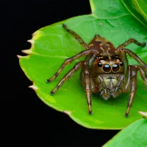 Aranha Grande