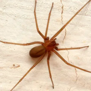 Aranha Marrom