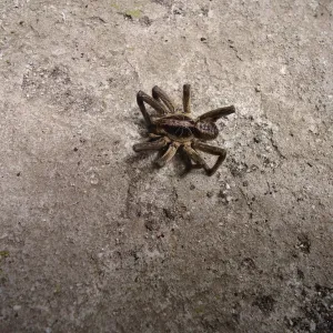 Aranha Morta