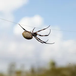 Aranha pequena