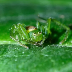 Aranha Verde