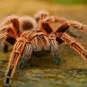 Aranha Vermelha