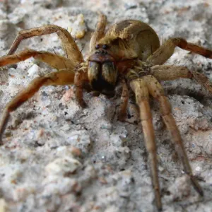 Aranha