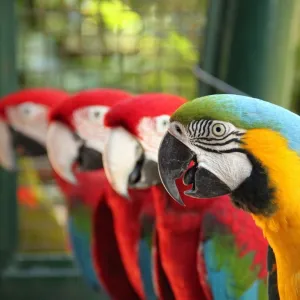 Arara