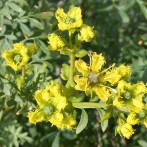 Arruda