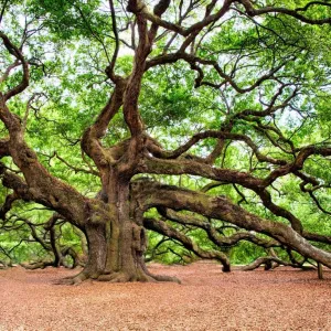 Arvore verde