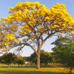 Arvore