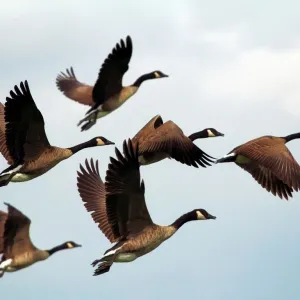 Aves silvestres