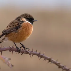Aves