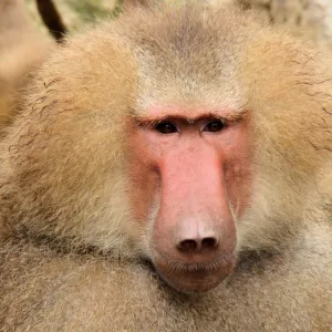 Babuíno