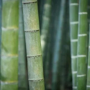 Bambu