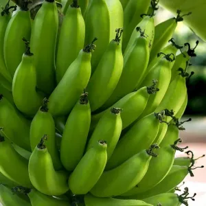 Banana Verde