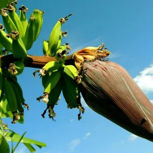 Bananeira