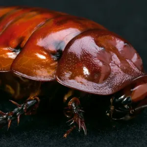 Barata Gigante