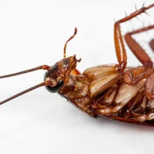 Barata morta