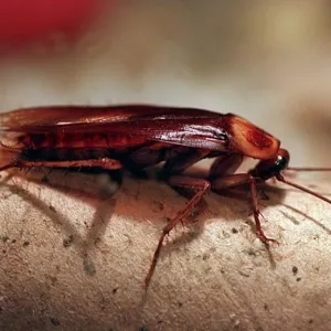 Barata no Corpo