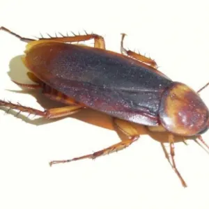 Barata viva