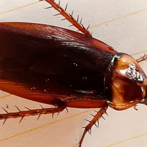 Barata voadora