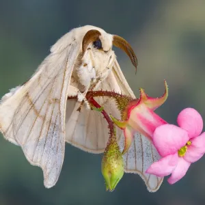 Bicho da seda