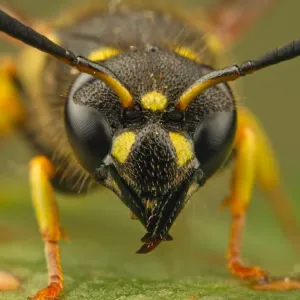 Bichos