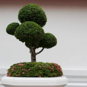 Bonsai