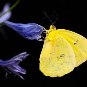Borboleta amarela