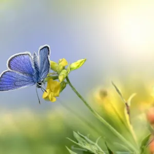 Borboleta azul