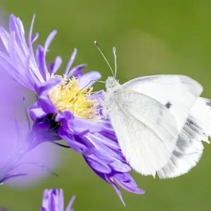 Borboleta branca