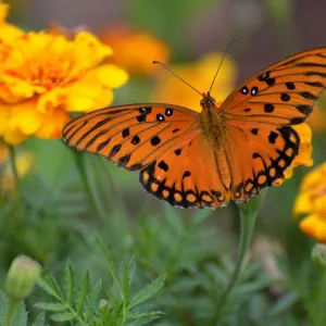 Borboleta laranja