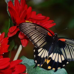 Borboleta Preta