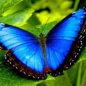 Borboleta