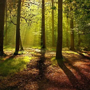 Bosque