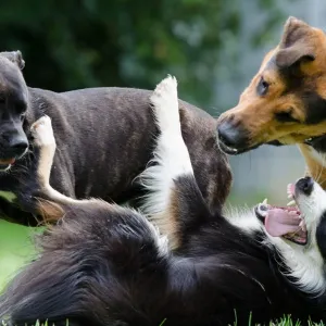 Briga de cães