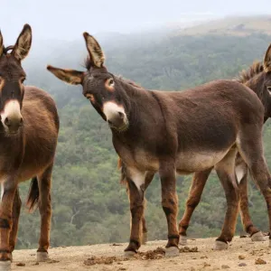 Burro