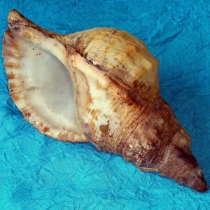 Búzios
