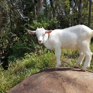 Cabrito